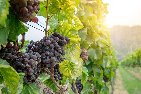 ET Grow ERP software for Viniculture